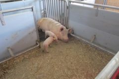 k640_img_1478-495x400